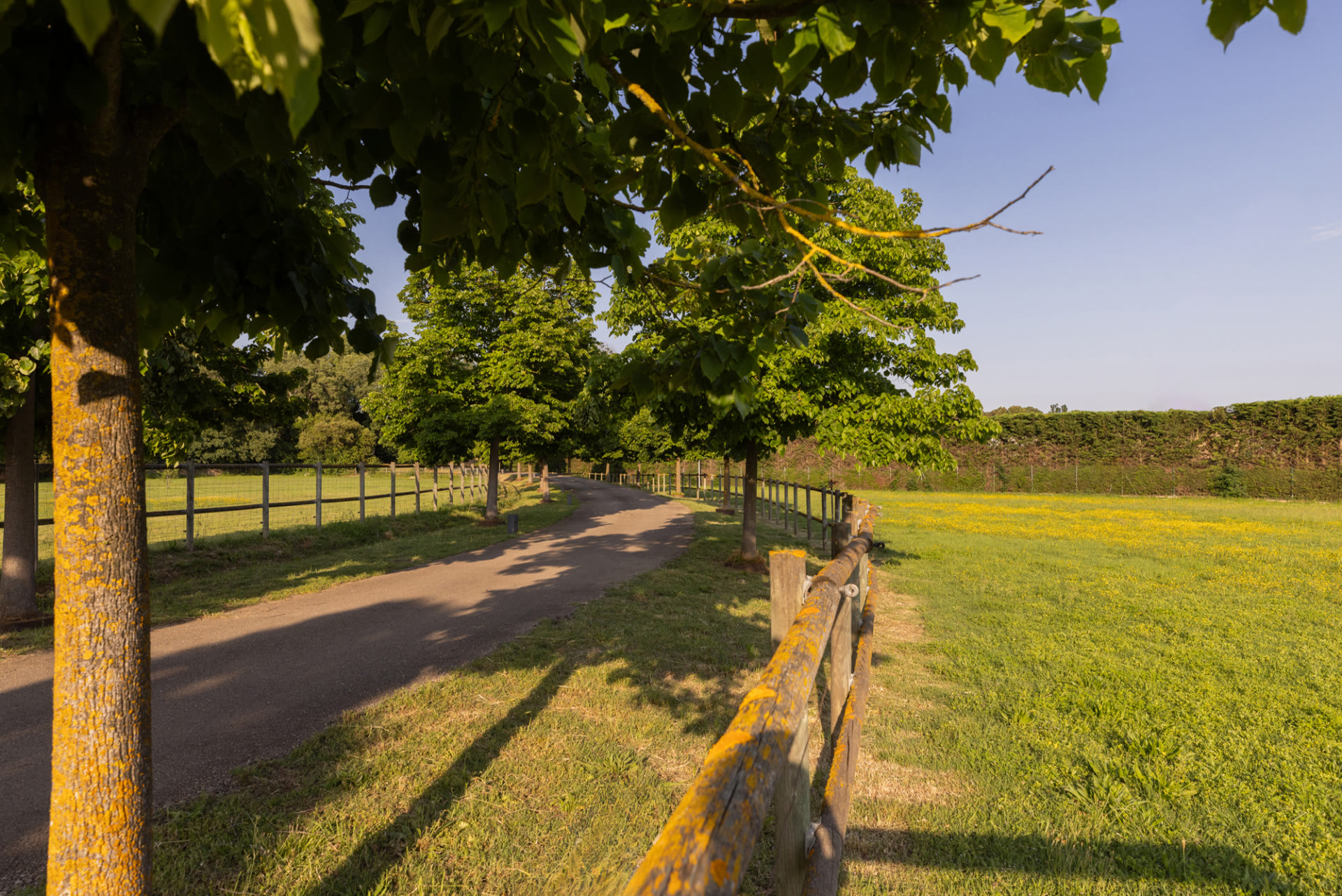Trees beside a countryside lawn at Mas Simon