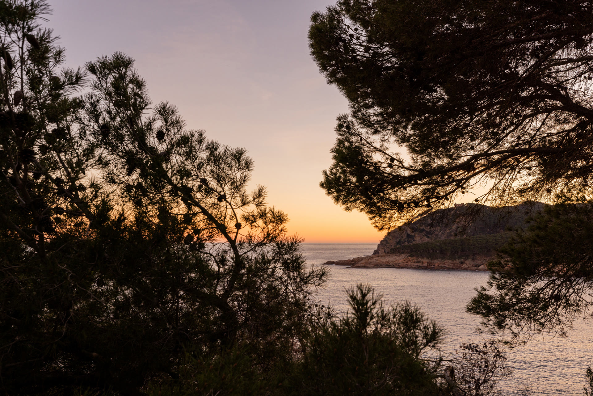Sunset framed by pine trees at Tamariu