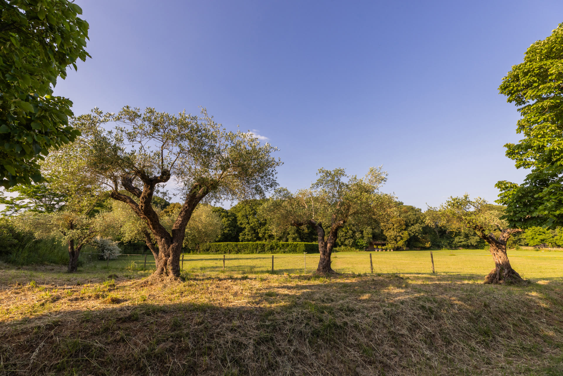 Trees beside the lawn at Mas Simon